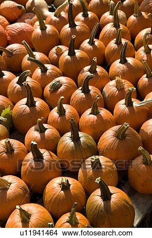 Field of pumpkins View Large Photo Image Picture - Field of pumpkins. Fotosearch