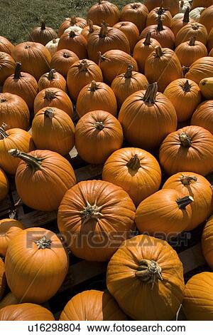 Field of pumpkins View Large Photo Image Picture - Field of pumpkins. Fotosearch