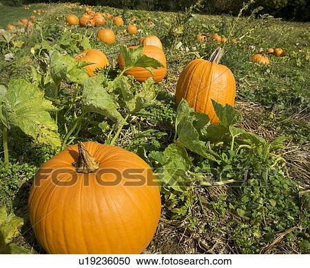 Stock Image - Field of pumpkins. Fotosearch