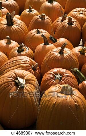Stock Photo - Field of pumpkins. Fotosearch