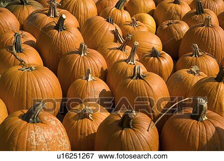 Stock Photo - Field of pumpkins. Fotosearch