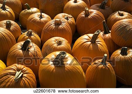 Stock Photo - Field of pumpkins. Fotosearch