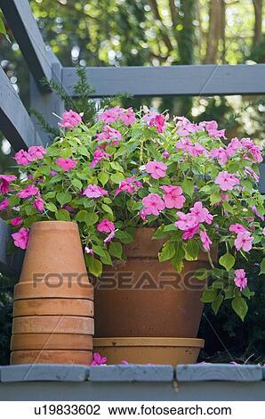 Stock Image - Flowers and flowerpots. Fotosearch