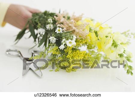 Freshly cut flowers View Large Photo Image Stock Photograph - Freshly cut flowers. Fotosearch