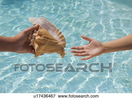 Giving conch shell to someone View Large Photo Image Stock Photo - Giving conch shell to someone. Fotosearch