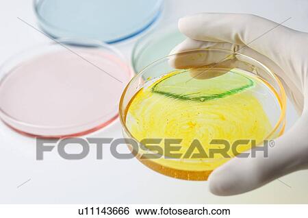 Stock Photograph - Gloved hand holding petri dish. Fotosearch
