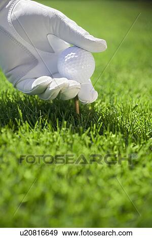 Stock Photo - Gloved hand placing golf ball and tee into turf. Fotosearch