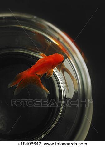 Stock Image - Goldfish in fishbowl. Fotosearch