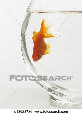 Goldfish in fishbowl View Large Photo Image Stock Photograph - Goldfish in fishbowl. Fotosearch