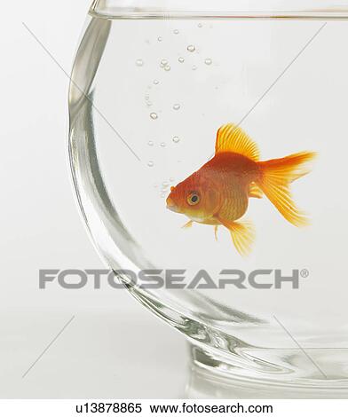 Goldfish in fishbowl View Large Photo Image Stock Photography - Goldfish in fishbowl. Fotosearch