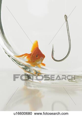 Goldfish in fishbowl with hook View Large Photo Image Stock Image - Goldfish in fishbowl with hook. Fotosearch