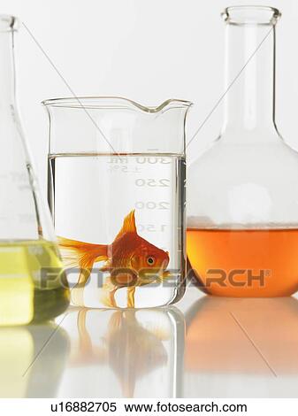 Stock Photography - Goldfish swimming in lab beaker. Fotosearch