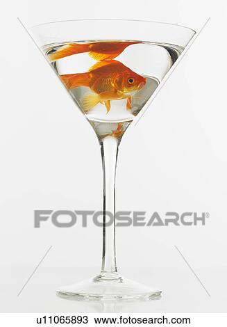 Goldfish swimming in martini glass View Large Photo Image Stock Image - Goldfish swimming in martini glass. Fotosearch