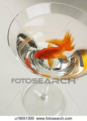 Stock Image - Goldfish swimming in martini glass. Fotosearch