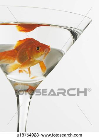 Goldfish swimming in martini glass View Large Photo Image Stock Photo - Goldfish swimming in martini glass. Fotosearch