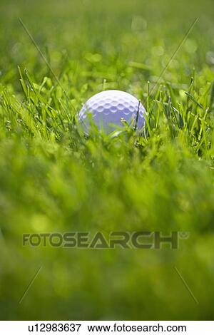 Stock Photo - Golf ball in long green grass outdoors. Fotosearch