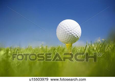 Golf ball on tee in grass outdoors View Large Photo Image Stock Photo - Golf ball on tee in grass outdoors. Fotosearch