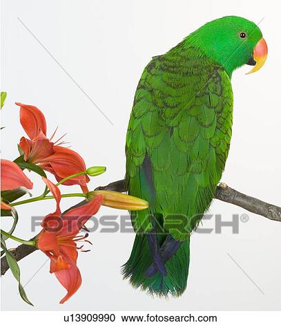 Green bird perched with flowers View Large Photo Image Stock Image - Green bird perched with flowers. Fotosearch