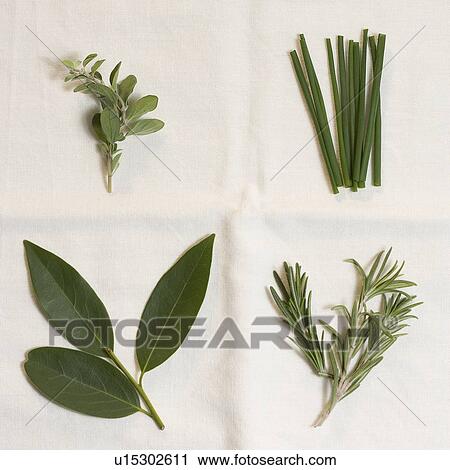 Green herbs on a white cloth View Large Photo Image Stock Image - Green herbs on a white cloth. Fotosearch
