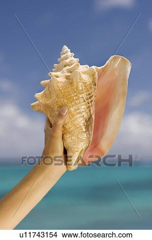 Picture - Hand holding conch shell. Fotosearch