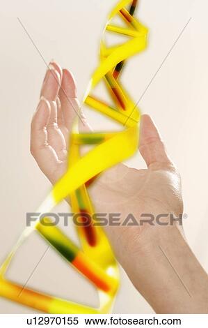 Stock Photography - Hand holding DNA model. Fotosearch