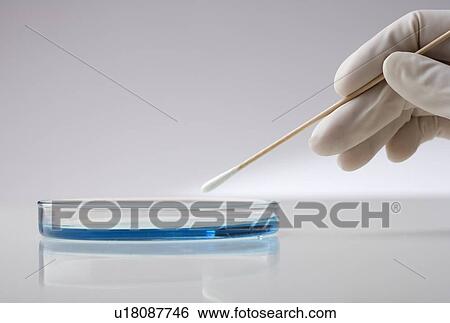 Hand with swab and petri dish View Large Photo Image Stock Photograph - Hand with swab and petri dish. Fotosearch