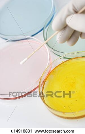 Hand with swab and petri dishes View Large Photo Image Stock Image - Hand with swab and petri dishes. Fotosearch