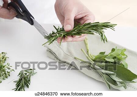 Hands cutting culinary herbs View Large Photo Image Stock Image - Hands cutting culinary herbs. Fotosearch