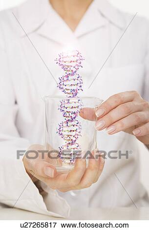 Hands holding DNA in beaker View Large Photo Image Stock Photo - Hands holding DNA in beaker. Fotosearch