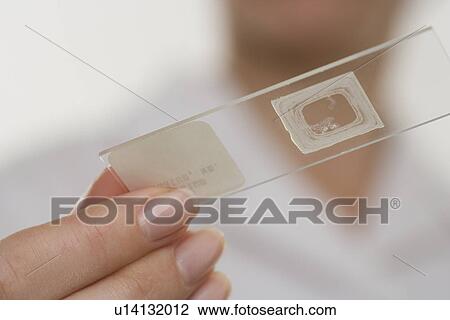 Stock Image - Hands holding microscope slide. Fotosearch
