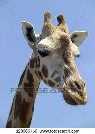 Head of a giraffe View Large Photo Image Stock Photograph - Head of a giraffe. Fotosearch
