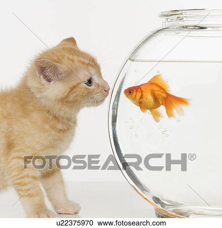 Stock Image - Kitten and goldfish looking at each other. Fotosearch