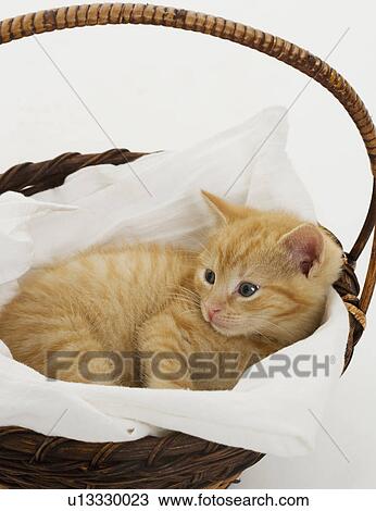 Stock Image - Kitten in a basket. Fotosearch