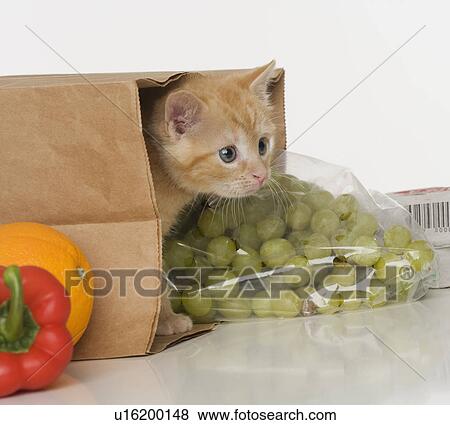 Kitten inside grocery bag View Large Photo Image Stock Photo - Kitten inside grocery bag. Fotosearch