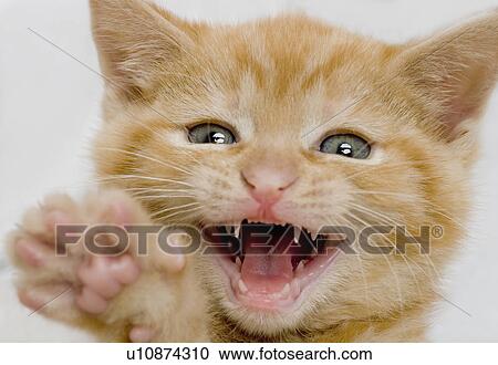 Stock Image - Kitten making a funny face. Fotosearch