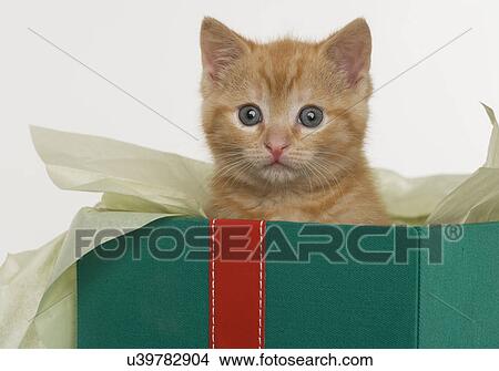 Kitten peeking out of gift box View Large Photo Image Picture - Kitten peeking out of gift box. Fotosearch