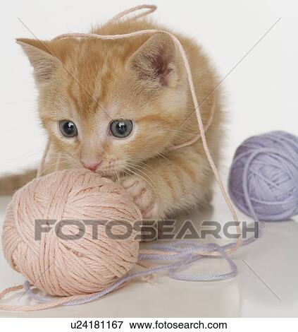 Kitten playing with ball of yarn View Large Photo Image Stock Photo - Kitten playing with ball of yarn. Fotosearch
