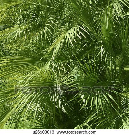 Lush green foliage View Large Photo Image Stock Image - Lush green foliage. Fotosearch