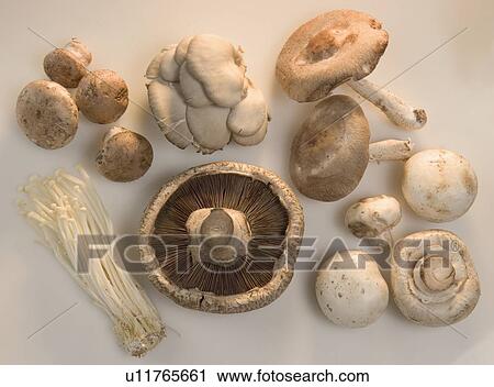 Stock Image - Many mushroom varieties. Fotosearch