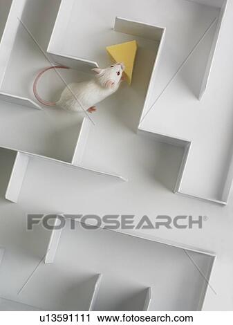 Mouse in a maze View Large Photo Image Stock Image - Mouse in a maze. Fotosearch