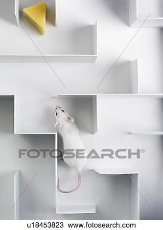 Mouse in a maze View Large Photo Image Stock Image - Mouse in a maze. Fotosearch