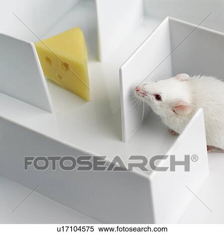 Mouse in a maze View Large Photo Image Stock Photography - Mouse in a maze. Fotosearch