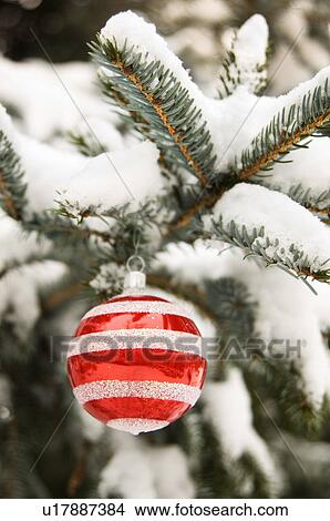 One Christmas ornament hanging in tree View Large Photo Image Picture - One Christmas ornament hanging in tree. Fotosearch