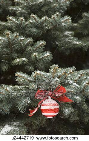 One Christmas ornament hanging in tree View Large Photo Image Stock Photo - One Christmas ornament hanging in tree. Fotosearch