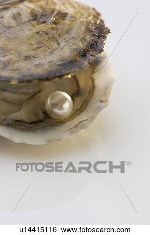 Stock Photograph - Open oyster shell with pearl. Fotosearch
