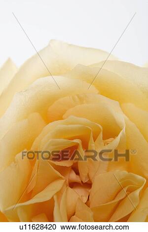 Overhead view of a yellow rose View Large Photo Image Stock Image - Overhead view of a yellow rose. Fotosearch