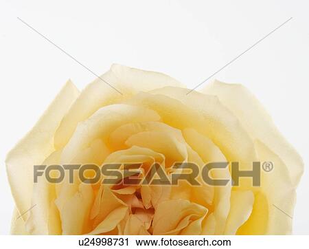 Overhead view of a yellow rose View Large Photo Image Stock Image - Overhead view of a yellow rose. Fotosearch