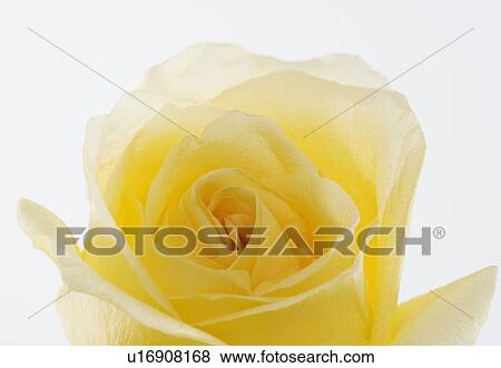 Stock Photo - Overhead view of a yellow rose. Fotosearch