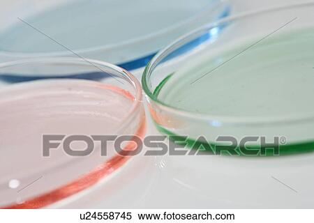 Petri dishes with colored liquid View Large Photo Image Stock Photography - Petri dishes with colored liquid. Fotosearch
