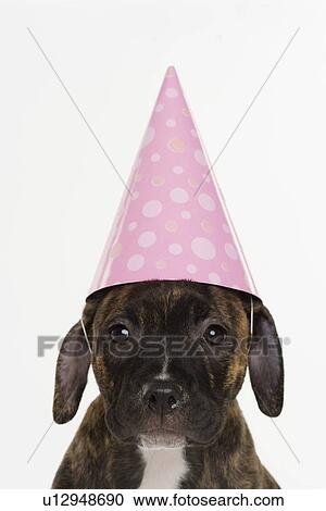 Pitbull puppy wearing party hat View Large Photo Image Stock Image - Pitbull puppy wearing party hat. Fotosearch